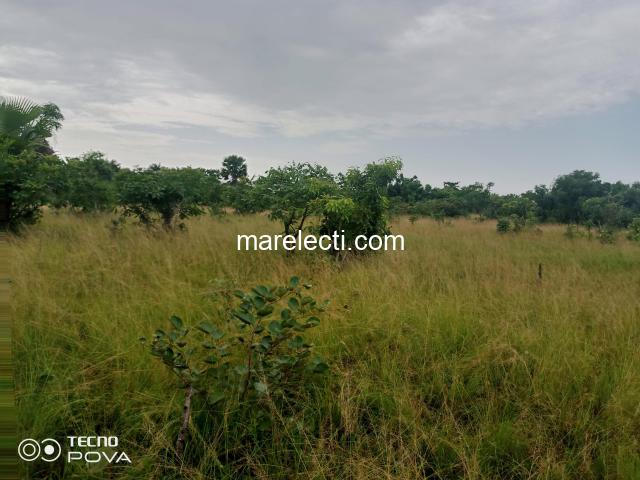 Farmland For Sale in Ho - 200x200ft - 1/3