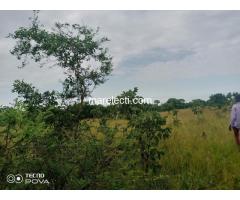 Farmland For Sale in Ho - 200x200ft - 2