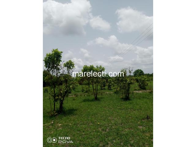Farmland For Sale in Ho - 200x200ft - 3/3