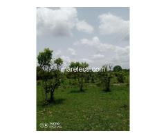Farmland For Sale in Ho - 200x200ft - 3